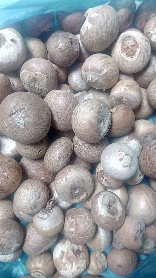 Betel Nuts