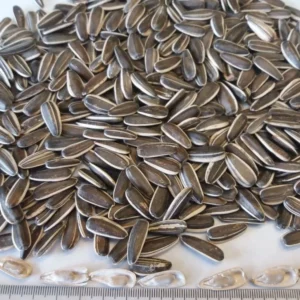Sunflower Seeds