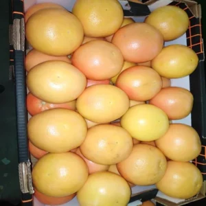 Grapefruits