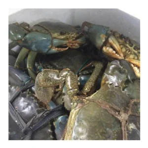 Live & Frozen Crabs