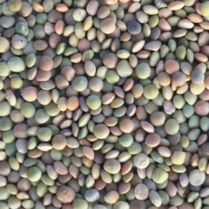 Lentils