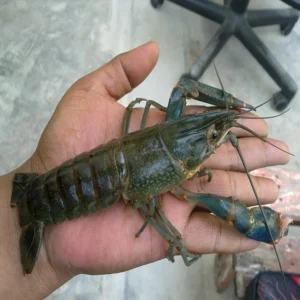 Crawfish / Crayfish