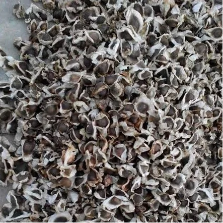 Moringa Oleifera Seeds - Image 3