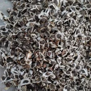 Moringa Oleifera Seeds