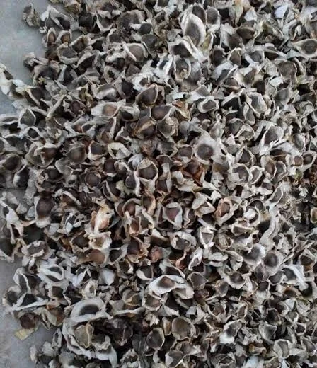 Moringa Oleifera Seeds