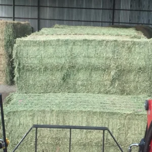 Alfalfa Hay
