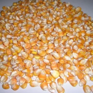 White & Yellow Corn