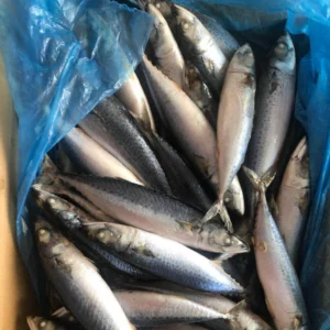 Frozen Mackerel
