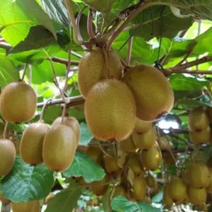Kiwifruit