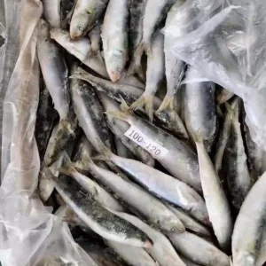 Frozen Sardine Fish