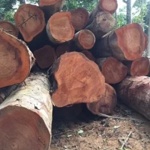 Wood Logs