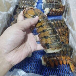 High Quality Frozen Lobster, Tails